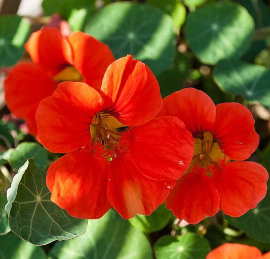 20 Empress Of India Nasturtium Seeds Non-GMO Flower Seeds | www.seedsplantworld.com