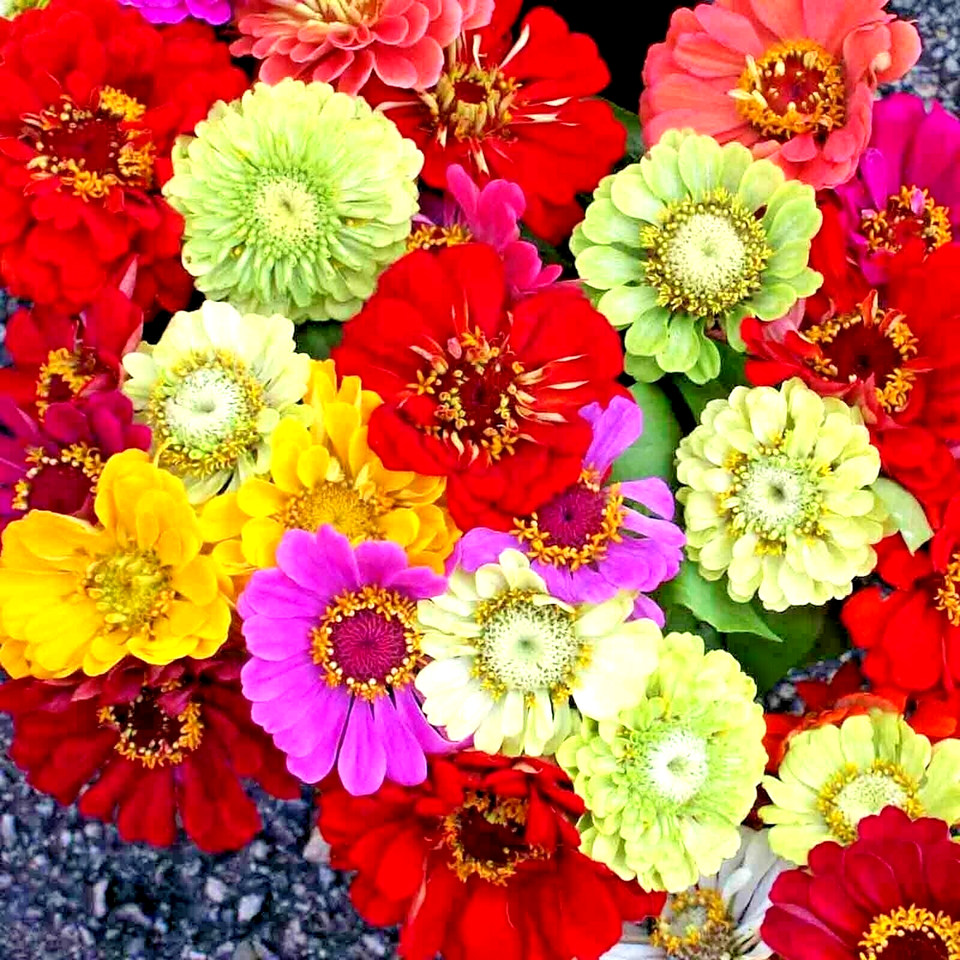 200 Zinnia Giants Flower Seeds | www.seedsplantworld.com