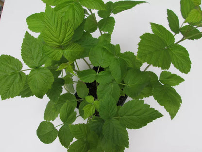 Boyne Early Season Red Raspberry Potted Fruit Plants | www.seedsplantworld.com