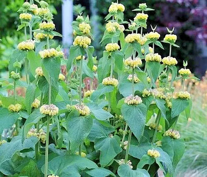 Phlomis Russeliana 30 Seeds | www.seedsplantworld.com