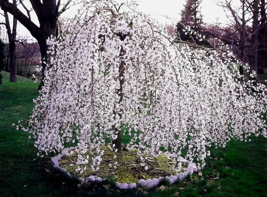 Weeping Cherry Tree Prunus X Yeodensis Shidare Yoshino Live Plant In A 2.5" Pot 6-12" Tall