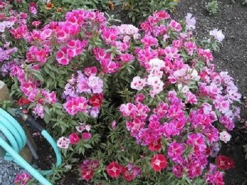 500 Mixed Colors Godetia Clarkia Amoena Pink Red White Blue 2 Tone Flower Seeds | www.seedsplantworld.com