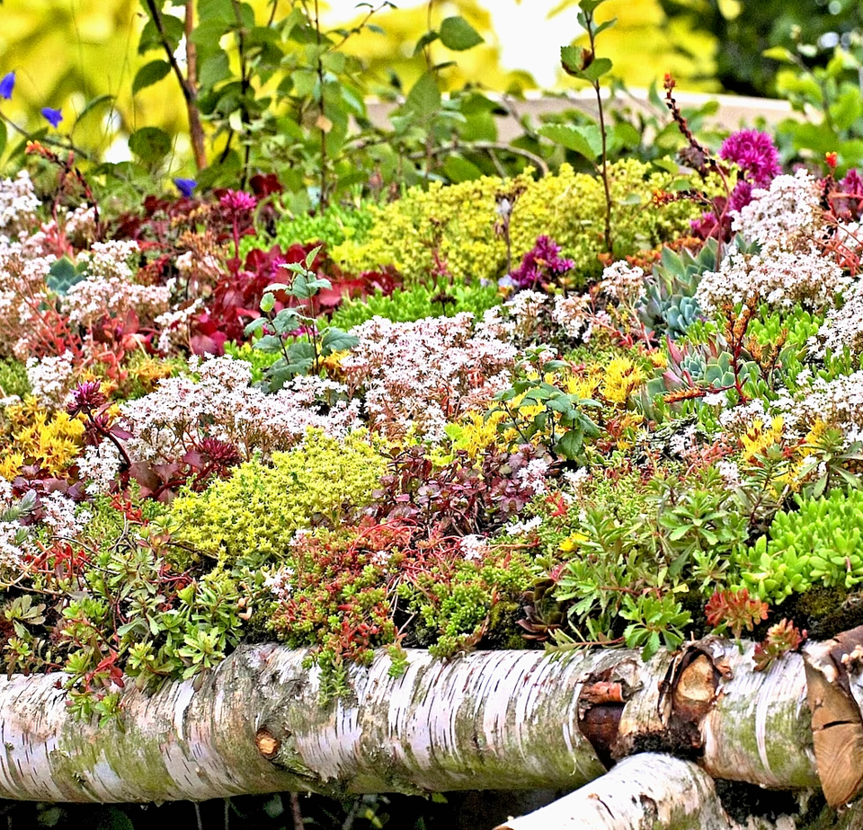 600 Sedum Mix Flower Seeds | www.seedsplantworld.com