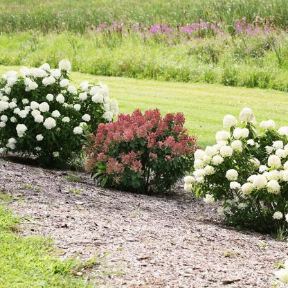 Little Quick Fire Hydrangea Petite Shrub Live Plant  6-12" In A Qt. Pot