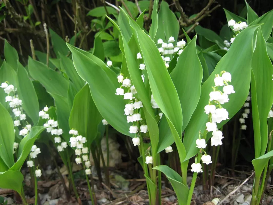 Lily Of The Valley 5 Roots May Lily May Bells (Convallaria Majalis) Live Plant | www.seedsplantworld.com