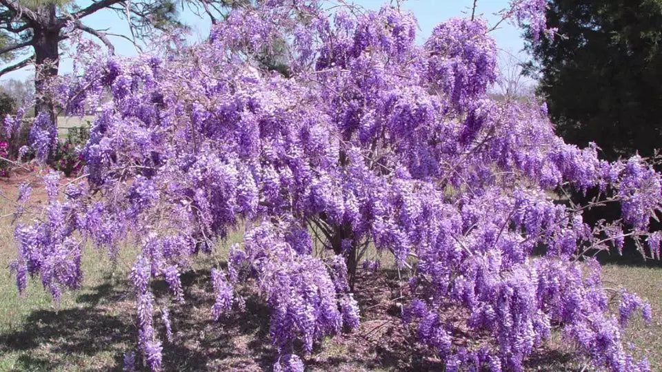 Purple Wisteria Live Plant 6-12" In Height And In A 2.5" Pot