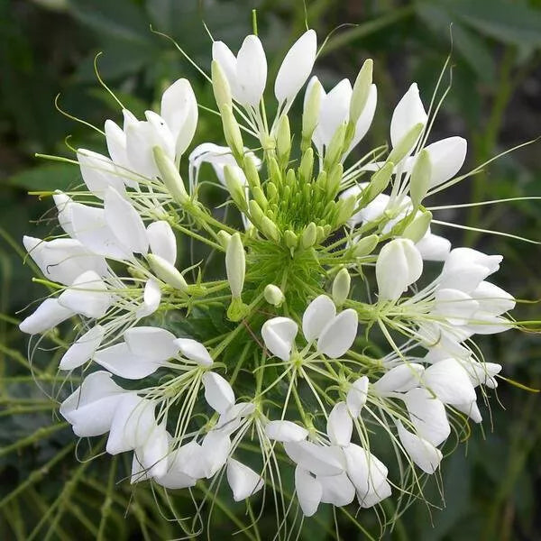 100 White Queen Cleome Seeds Non-GMO Flower Seeds | www.seedsplantworld.com