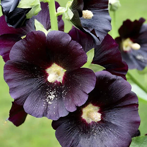 25 Nigra Hollyhock Seeds Non-GMO Flower Seeds | www.seedsplantworld.com