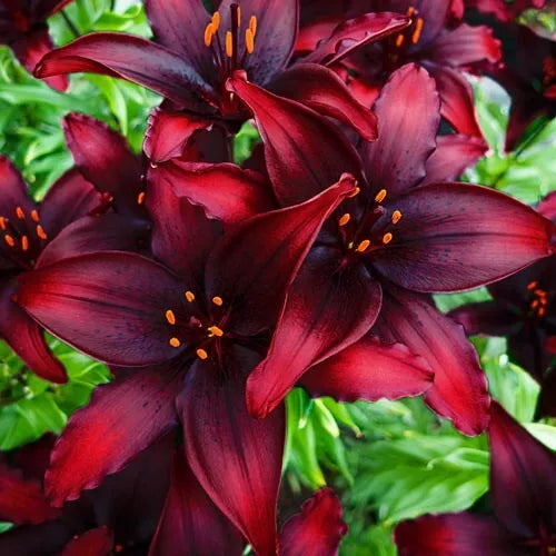 1 Blacklist Asiatic Lily Live Flower Bulb Perennial Eye Catching Blooms Bulbs Plant | www.seedsplantworld.com