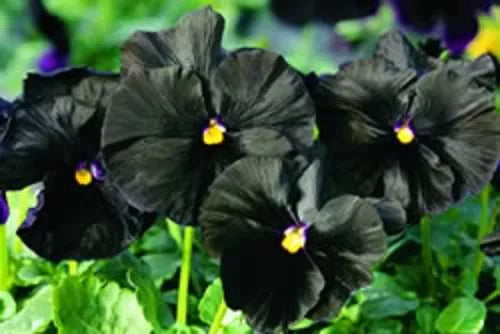 50 Black Pansy Clear Crystals Viola Wittrockiana Flower Seeds | www.seedsplantworld.com