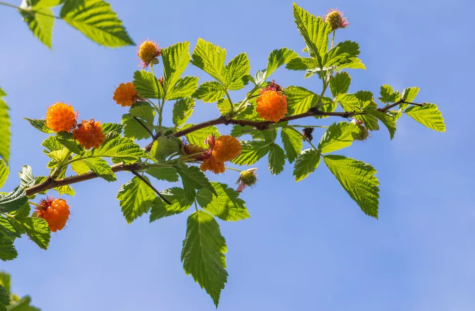 Salmonberry (Rubus Spectabilis) Pink Red Flowers Golden Raspberry Fruit Plants