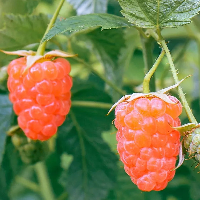 Double Gold Raspberry Fruit Plants | www.seedsplantworld.com