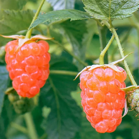 Double Gold Raspberry Fruit Plants | www.seedsplantworld.com