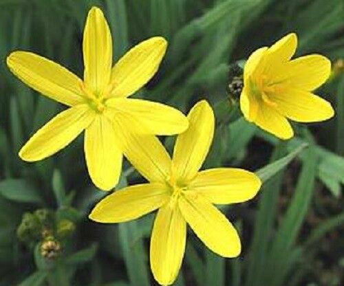 10 Yellow Eyed Grass Ornamental Sisyrinchium Californicum Flower Seeds | www.seedsplantworld.com