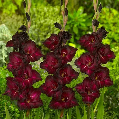 6 Gladiolus Black Star Flower Bulbs Striking And Great For Back Borders Bulbs Plant