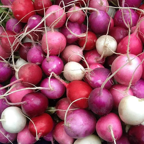 200 Easter Egg Radish Seeds Non-GMO Vegetable Seeds | www.seedsplantworld.com