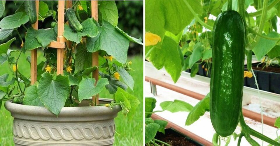 25 Spacemaster Cucumber Vegetable Seeds | www.seedsplantworld.com