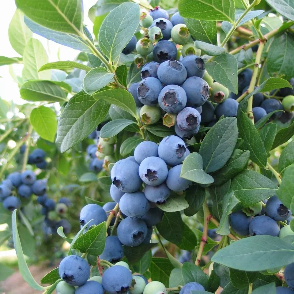 O'Neal Southern Highbush Blueberry Large Gallon Containers Fruit Plants | www.seedsplantworld.com