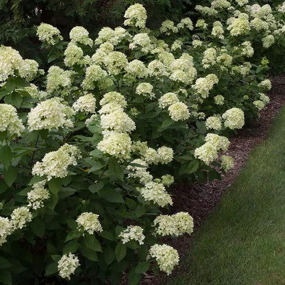 Little Lime Panicle Hydrangea Live Plant  6-10" In Height In A Quart Pot