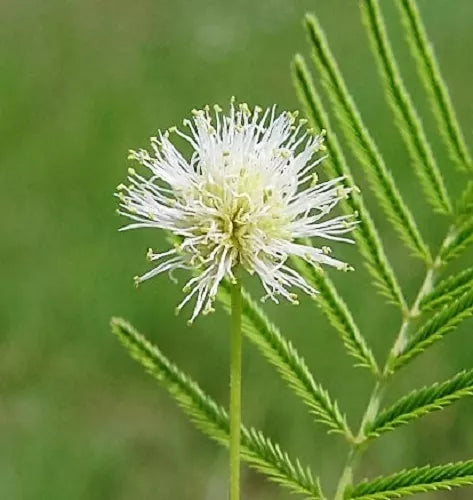 100 Illinois Bundleflower Prairie Mimosa Desmanthus Illinoensis Flower Seeds | www.seedsplantworld.com