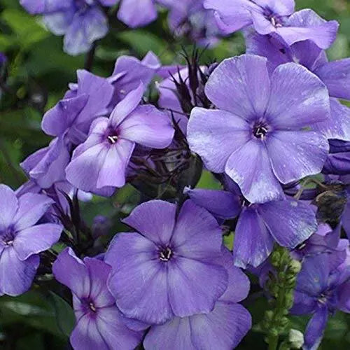 50 Beauty Blue Phlox Seeds Non-GMO Flower Seeds | www.seedsplantworld.com