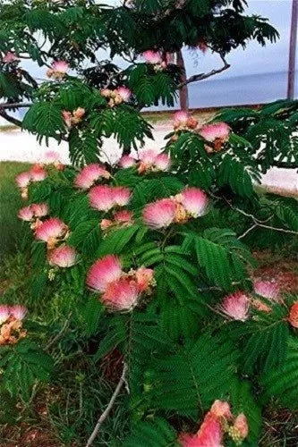 25 Mimosa / Persian Silk Tree Albizia Julibrissin Flower Seeds | www.seedsplantworld.com