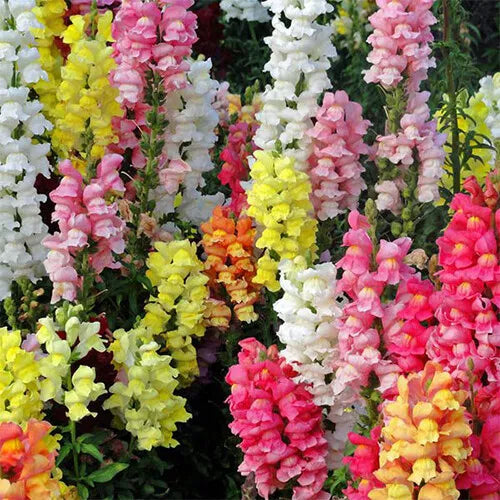 200 Magic Carpet Mix Snapdragon Seeds Non-GMO Flower Seeds | www.seedsplantworld.com