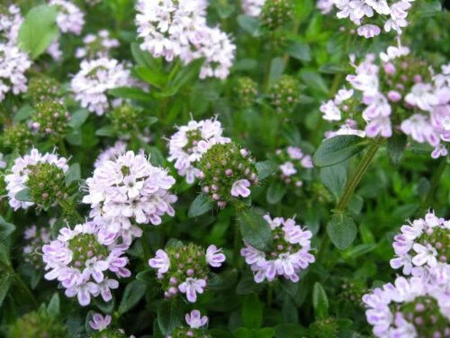 150 Creeping Winter Savory Satureja Montana Herb Flower Seeds | www.seedsplantworld.com