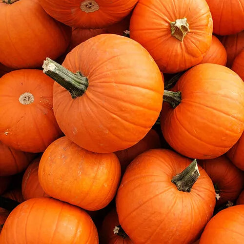 15 New England Pie Pumpkin Seeds Non-GMO Vegetable Seeds | www.seedsplantworld.com