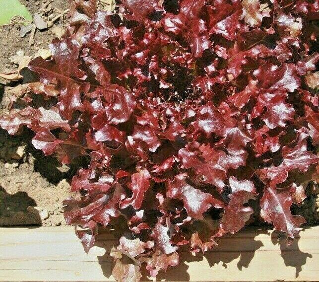 1000 Ruby Lettuce Spring Mix Salads Garden Hardy Heirloom Non-Gmo Vegetable Seeds | www.seedsplantworld.com