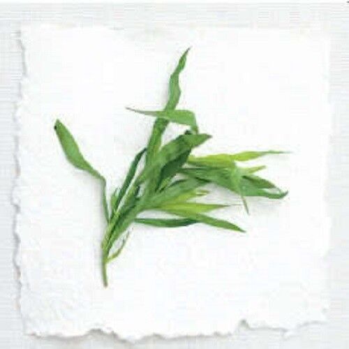 100 Tarragon Common Kitchen Artemisia Dracunculus Herb Seeds | www.seedsplantworld.com