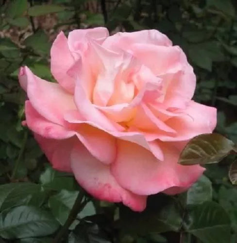 5 Pink Rose Rosa Bush Shrub Perennial Flower Seeds | www.seedsplantworld.com