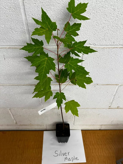 Silver Maple (Acer Saccharinum) Live Plant  12-18" Tall In A Qt Pot