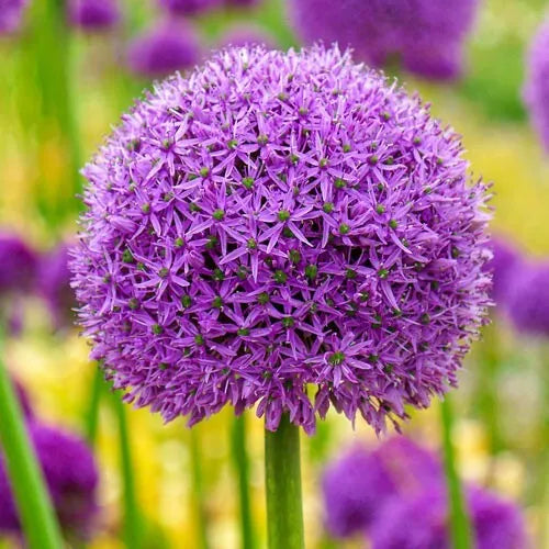 2  Allium Gladiator Flower Bulbs Deer Resistant 6" Plus Blooms Onion Lily Bulbs Plant