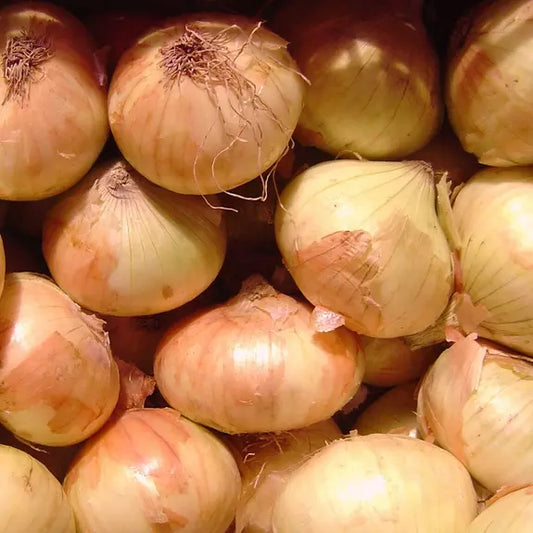 100 Walla Walla Sweet Onion Seeds Non-GMO Vegetable Seeds | www.seedsplantworld.com