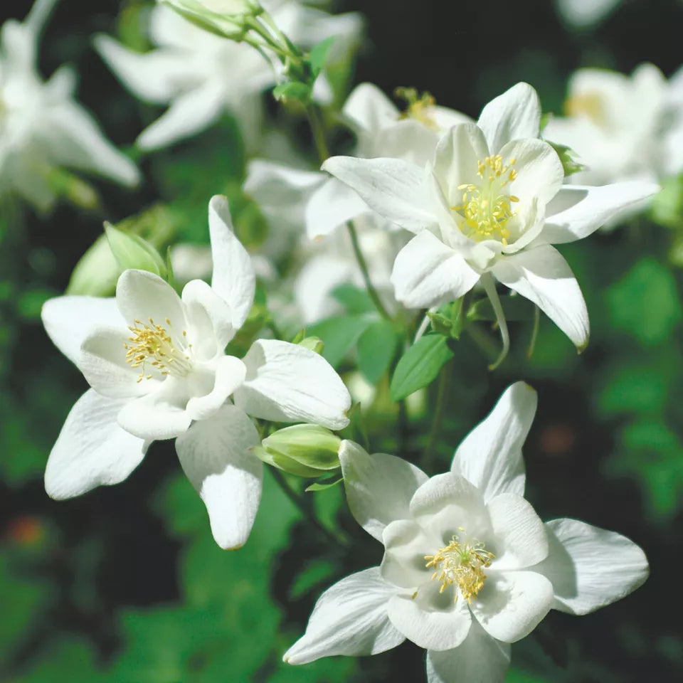 50 Crystal Star Columbine Seeds Non-GMO Flower Seeds | www.seedsplantworld.com