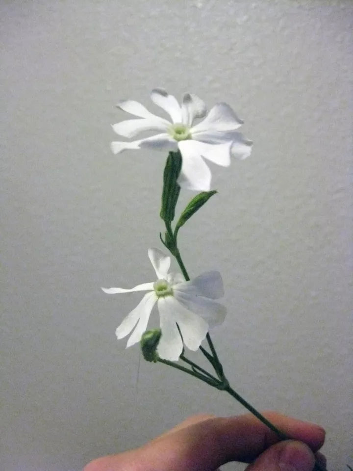 10 African Dream Root Silene Undulata Xhosa Herb White Ways Campion Flower Seeds | www.seedsplantworld.com