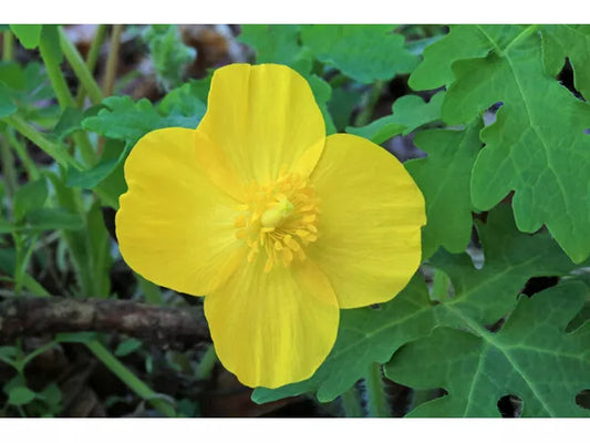 20 Celandine Poppy Bulb (Stylophorum Eiphyllym) Live Plant