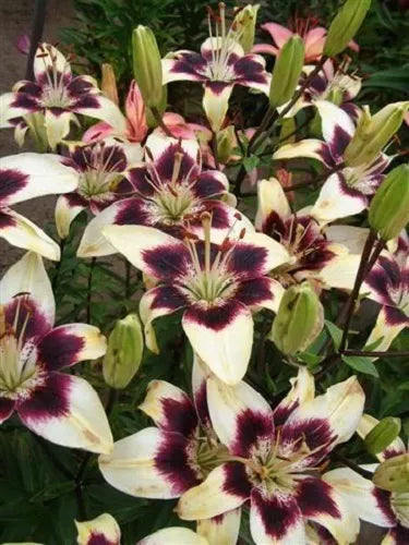 5 Nepal Lily Green & Maroon Lilium Nepalense Fragrant Flower Seeds | www.seedsplantworld.com