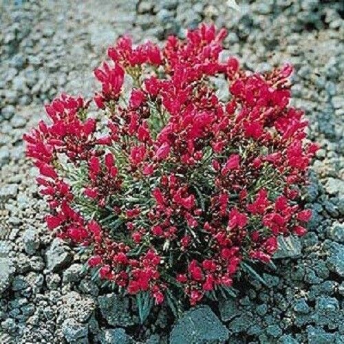 150 Rock Purslane 'Ruby Tuesday' Calandrinia Umbellata Flower Seeds | www.seedsplantworld.com