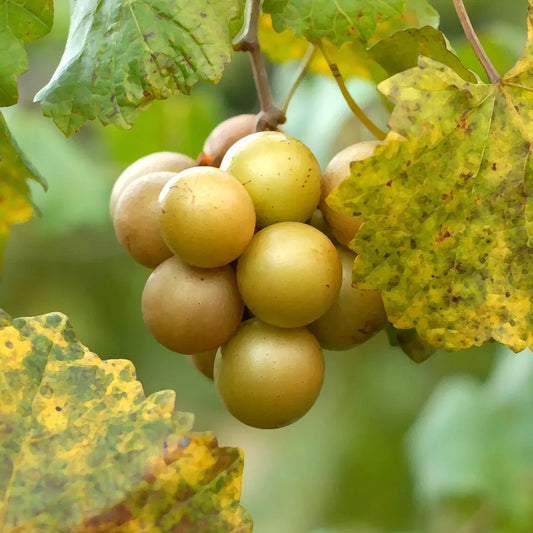 1 Fry Muscadine Grape Vine Live Bare Root Plant