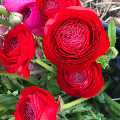 50 Ranunculus Red Shades Bulbs Plants