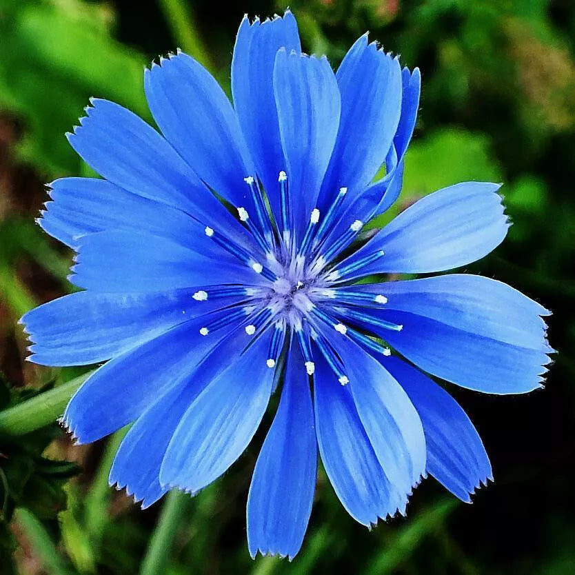 300 Chicory Seeds Non-GMO Flower Seeds | www.seedsplantworld.com