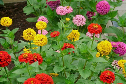 100 Dahlia Flowered Mix Flower Seeds | www.seedsplantworld.com