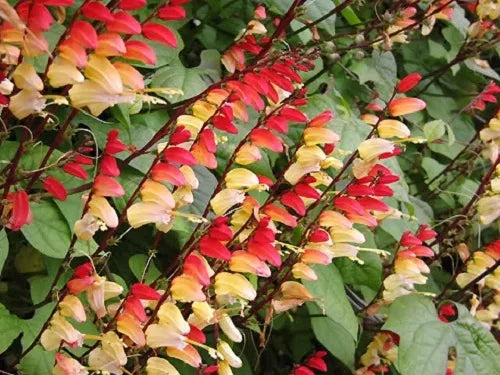 10 Firecracker Vine Flower Mina Lobata Exotic Love Spanish Flag Ipomoea Seeds | www.seedsplantworld.com