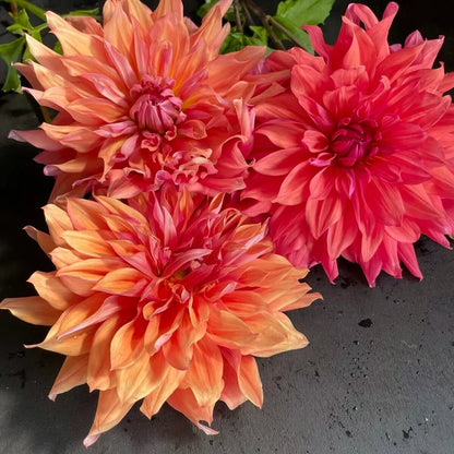 1 Belle Of Barmera Giant Dinnerplate Dahlia Bulb Tuber Clump Coral Raspberry Bulbs Plant