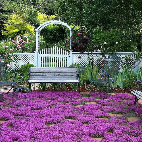 300 Creeping Thyme Seeds Non-GMO Herb Seeds | www.seedsplantworld.com