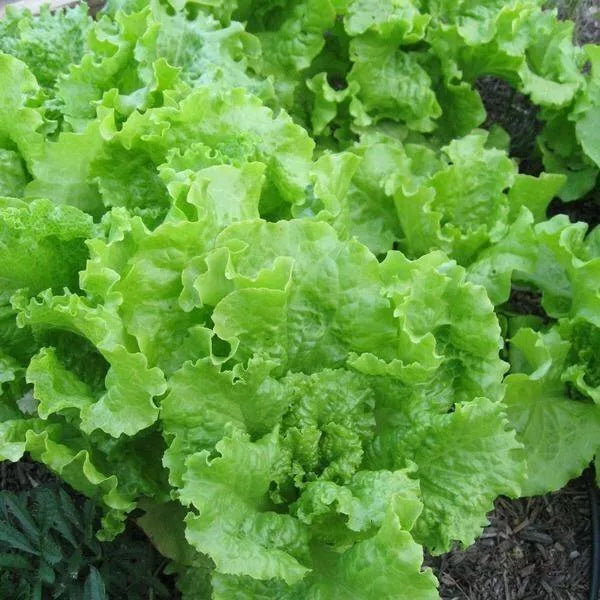 500 Black Seeded Simpson Lettuce Seeds Non-GMO Vegetable Seeds | www.seedsplantworld.com