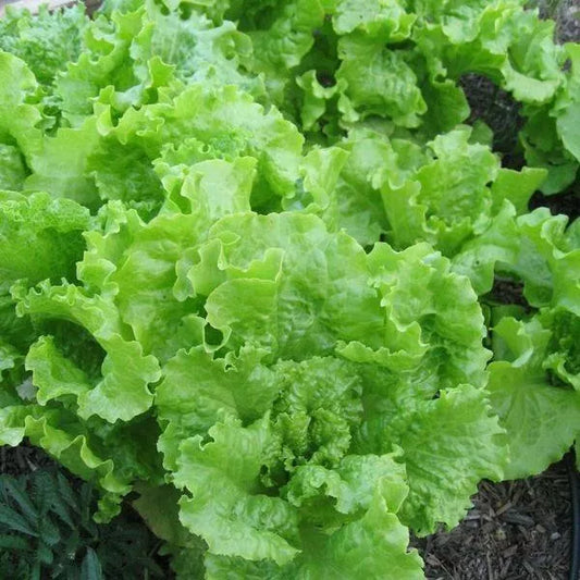 500 Black Seeded Simpson Lettuce Seeds Non-GMO Vegetable Seeds | www.seedsplantworld.com