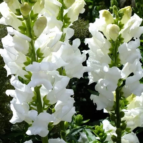 100 Snowflake Snapdragon Seeds Non-GMO Flower Seeds | www.seedsplantworld.com